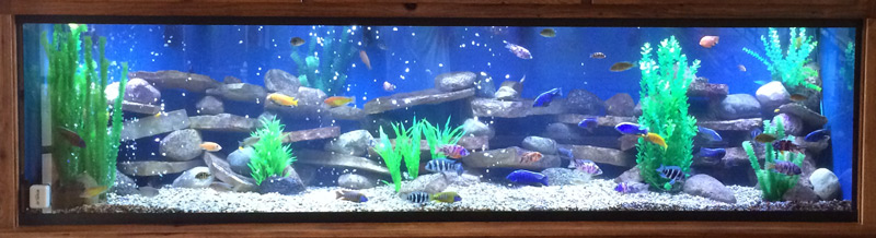 375-gallon-custom-glass-aquarium-cropped